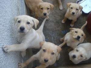 vand pui labrador