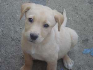vand pui labrador
