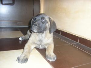 pui metis bullmastiff