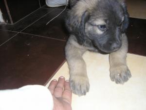 pui metis bullmastiff
