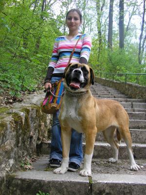pui metis bullmastiff