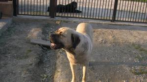 pui metis bullmastiff