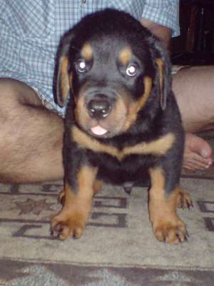 vand pui rottweiler
