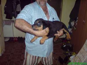 vand pui rottweiler