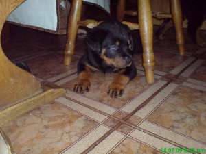 vand pui rottweiler
