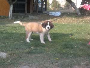St bernard femela