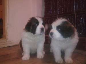Vand catei saint bernard ff frumosi