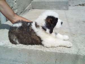 Catei saint bernard de vanzare