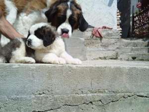 Catei saint bernard de vanzare