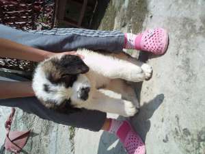 Catei saint bernard de vanzare