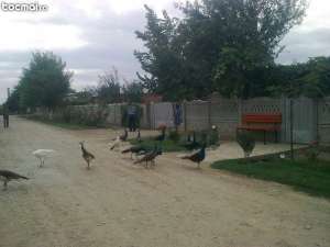 vand pauni