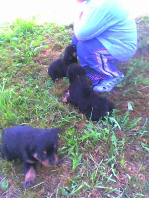 VAND ROTTWEILER