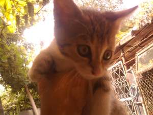 Donez pisicut de 4 luni jumatate