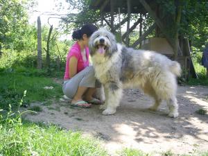 VAND PUI CIOBANESC MIORITIC