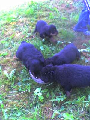 VAND ROTTWEILER