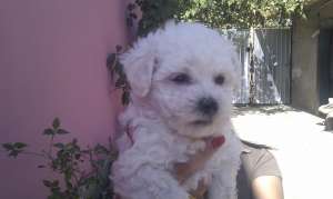 VAND BICHON BOLOGNESE IN MURES