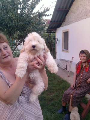 bichon 350 ron  mascul
