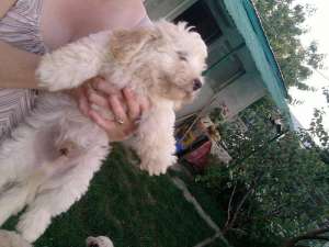 bichon 350 ron  mascul
