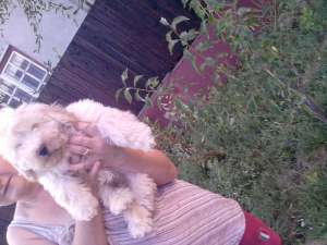 bichon 350 ron  mascul