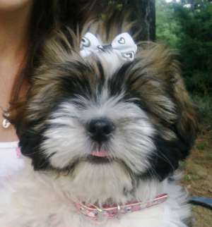 Vand shih tzu