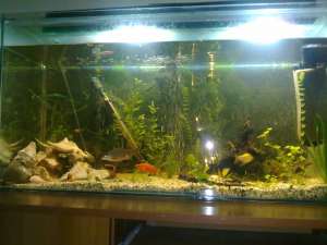 acvariu pesti 200L echipat