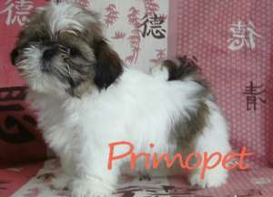 Puiuti Shih Tzu de Vanzare