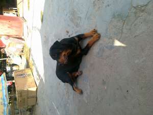 vand pui rottweiler