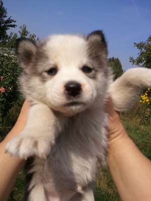 Vand pui Husky Siberian rasa pura