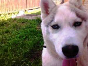 vand catelusa husky siberian de 11 luni