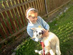 vand catelusa husky siberian de 11 luni