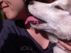 vand catelusa husky siberian de 11 luni