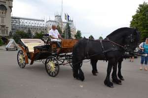 Armasar friesian