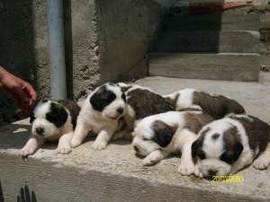 saint bernard de vanzare