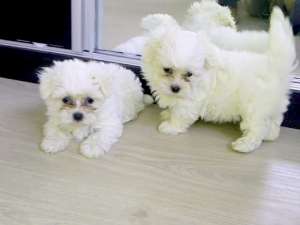 Bichon Maltese Mini