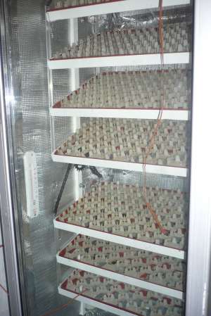 incubator oua