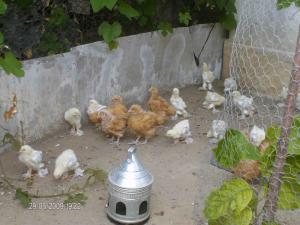 Vand Pui Orpington si Brahma