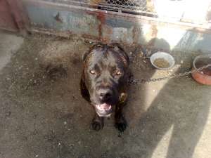 cane corso de vanzare