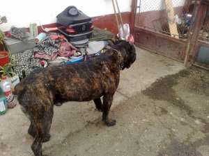 cane corso de vanzare