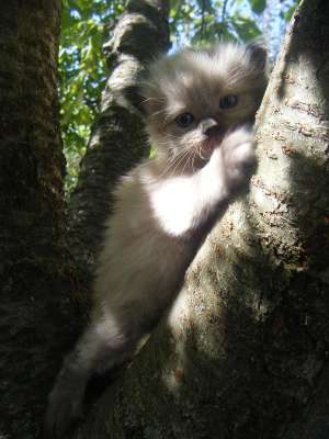 vand pisoi birmanez