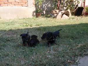 vand pui jagd terrier