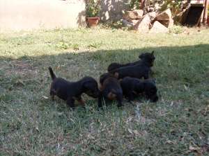 vand pui jagd terrier