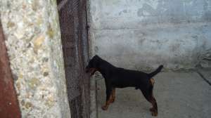 vand pui jagd terrier