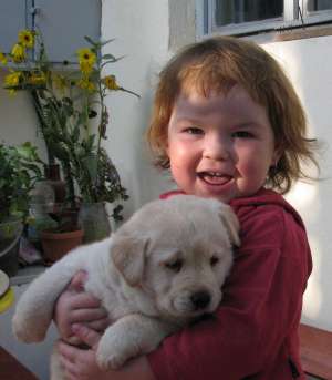 pui labrador retriever