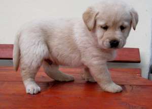 pui labrador retriever