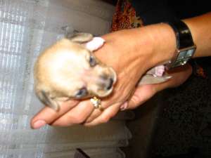 Vind pui chiuahua
