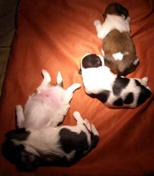 pui shih-tzu de vanzare