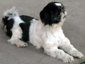 pui shih-tzu de vanzare