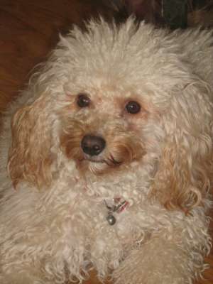 caut catel caniche bej(alb) pt monta