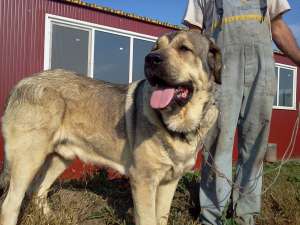 vand pui mastiff spaniol