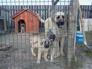 vand pui mastiff spaniol